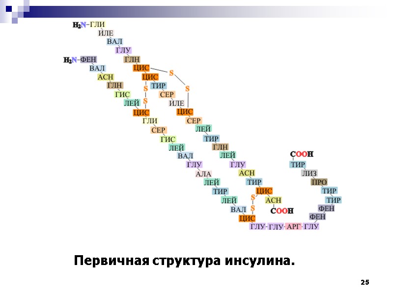 25 Первичная структура инсулина.